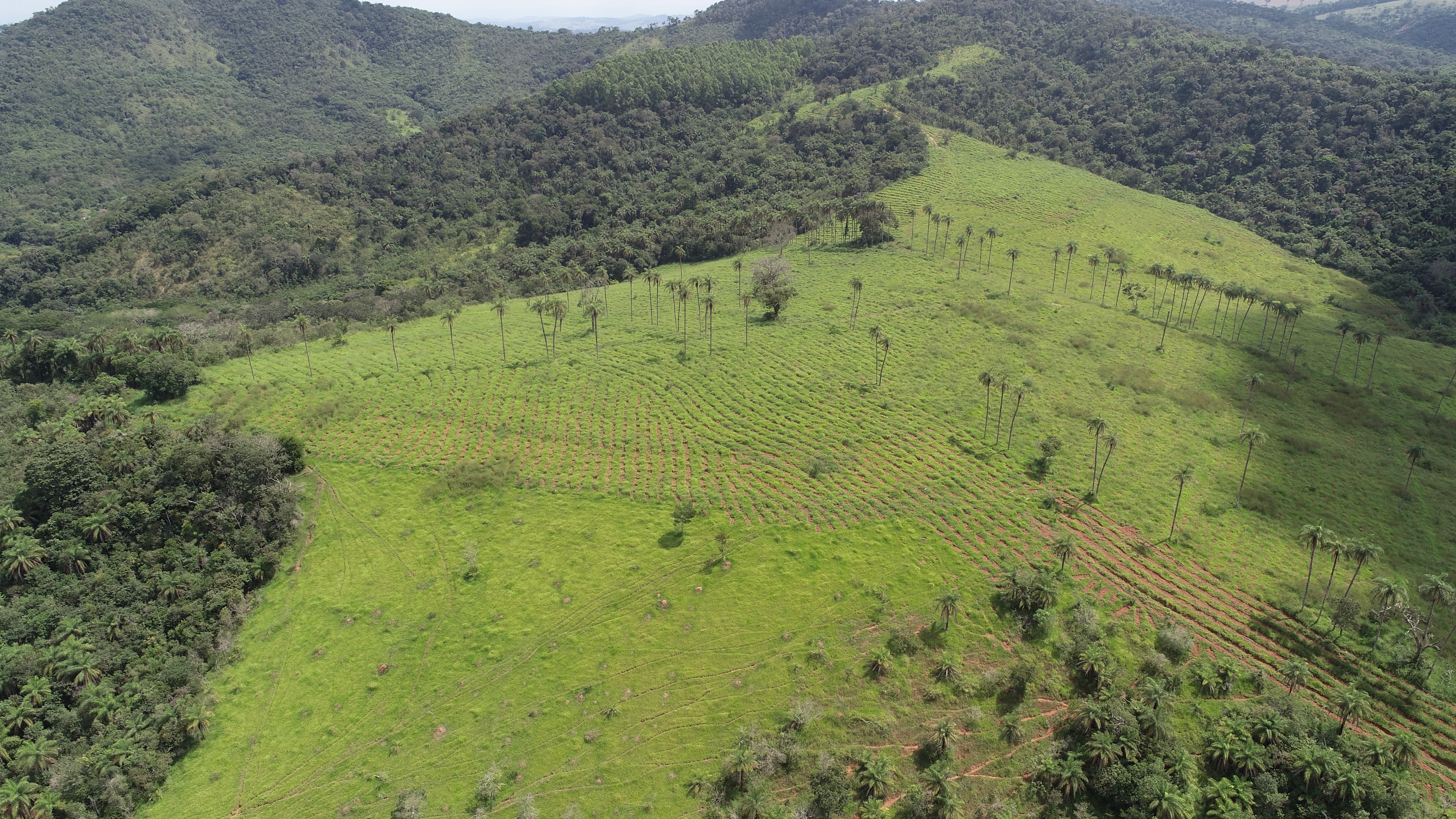 Área verde. Créditos: divulgação Usiminas