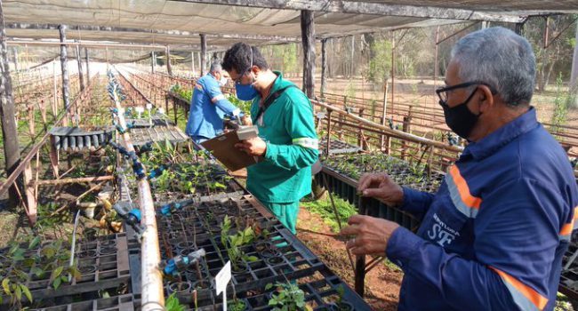 Anglo American resgata flora local e recupera ecossistema em Barro Alto-GO e região