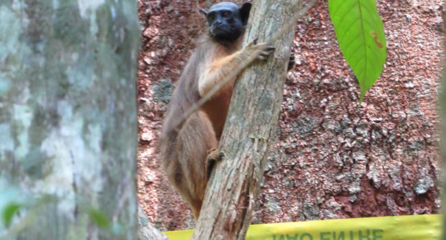 Programa pioneiro na Amazônia é destaque em revista científica internacional