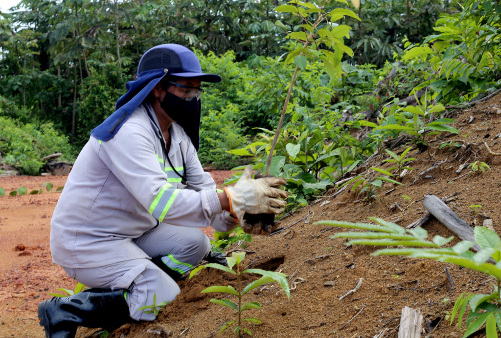 Em Juruti, reabilitação de áreas mineradas contribui para geração de renda de agricultores