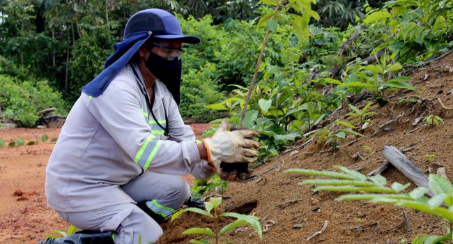 Em Juruti, reabilitação de áreas mineradas contribui para geração de renda de agricultores