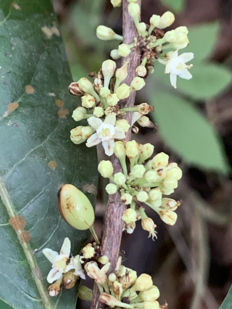 Nova espécie de planta do Cerrado é descoberta em reserva particular em Goiás