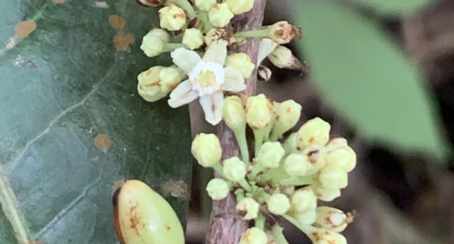 Nova espécie de planta do Cerrado é descoberta em reserva particular em Goiás