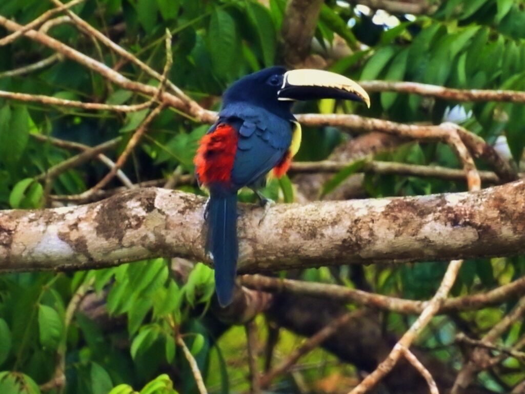 Pesquisa inédita sobre hábitos de aves na Amazônia mostra que animais estão voltando a frequentar áreas reflorestadas