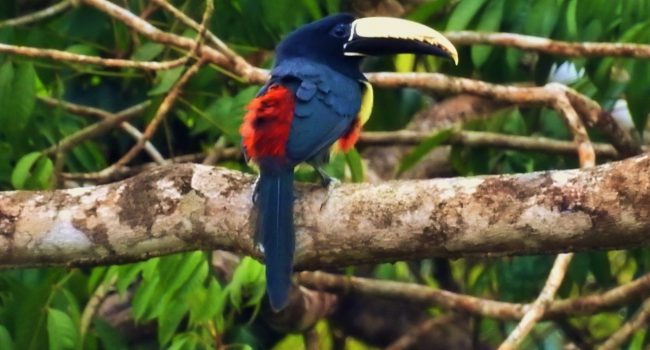 Pesquisa inédita sobre hábitos de aves na Amazônia mostra que animais estão voltando a frequentar áreas reflorestadas