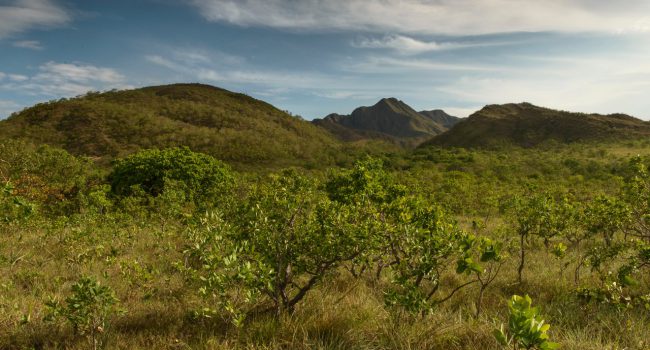 Projeto Reflora CBA vai restaurar vegetação nativa nos biomas Cerrado e Mata Atlântica