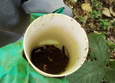 Estudos de fauna do solo auxiliam trabalho de restauração ambiental na Zona da Mata Mineira