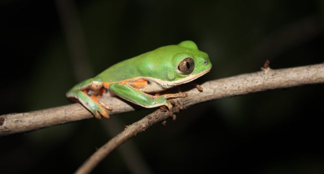 Cientistas estudam anfíbios anuros no Legado Verdes do Cerrado, da CBA
