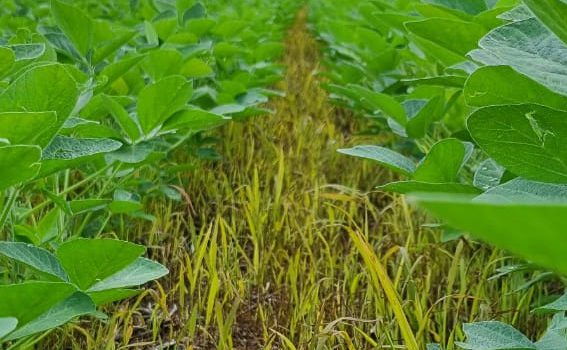 Legado Verdes do Cerrado, da CBA, potencializa uso do solo com integração de lavoura e pecuária