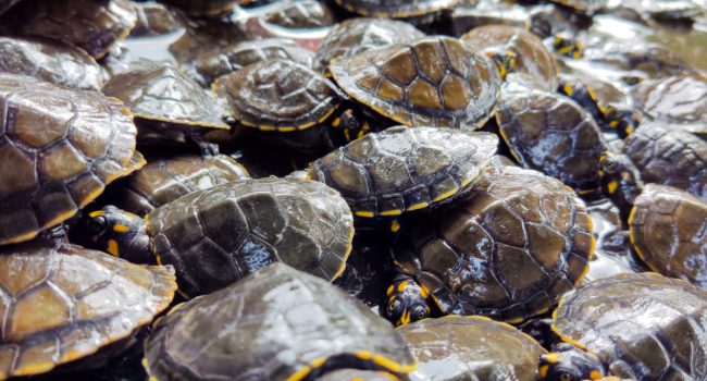 Mais de 24 mil quelônios são devolvidos à natureza em Terra Santa