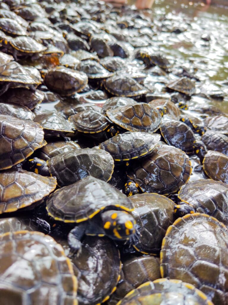 Mais de 24 mil quelônios são devolvidos à natureza em Terra Santa