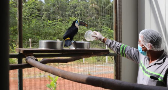 Em Juruti, centro de reabilitação atende mais de 400 animais silvestres