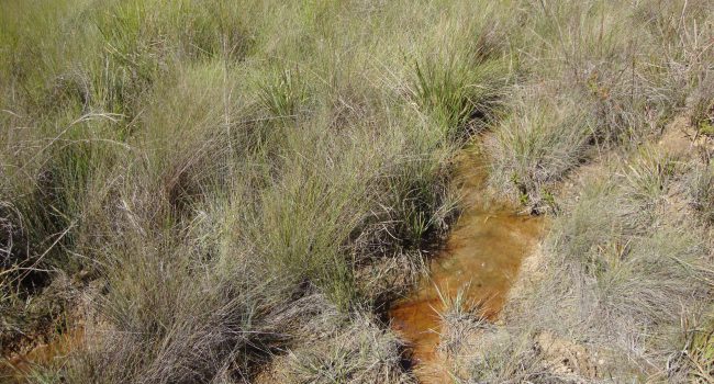 Kinross alia preservação da água e consciência ambiental no projeto de  proteção das nascentes e veredas