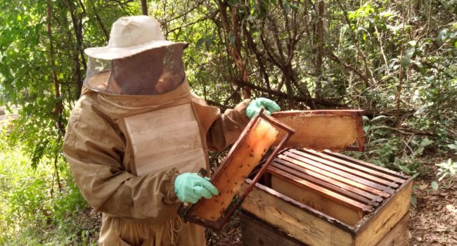 Mineração Usiminas incentiva apicultura por meio do projeto Mina de Mel