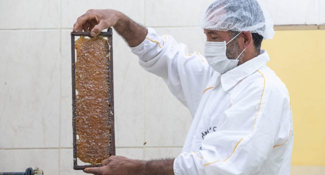 Programa Crescer abre vagas para produtores de mel e leite em Goiás