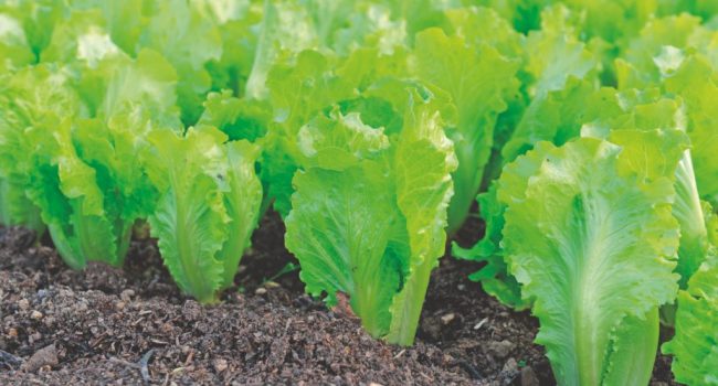 CMOC transforma rejeitos em fertilizantes organominerais e celebra contribuição aos desafios do setor de mineração