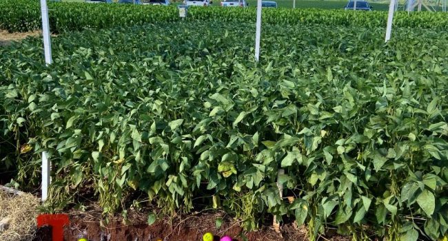 Mosaic Fertilizantes lança podcast sobre agricultura