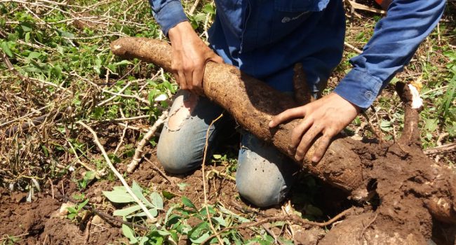 Programa ReDes impulsiona produção de mandioca no Norte goiano