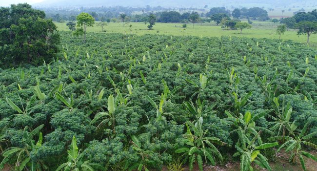 Fundo Vale e KTPL lançam fundo de R$ 200 milhões destinados a investimentos em negócios de impacto positivo na floresta