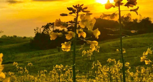 Mosaic Fertilizantes avança em metas ESG alinhadas com a Agenda 2030