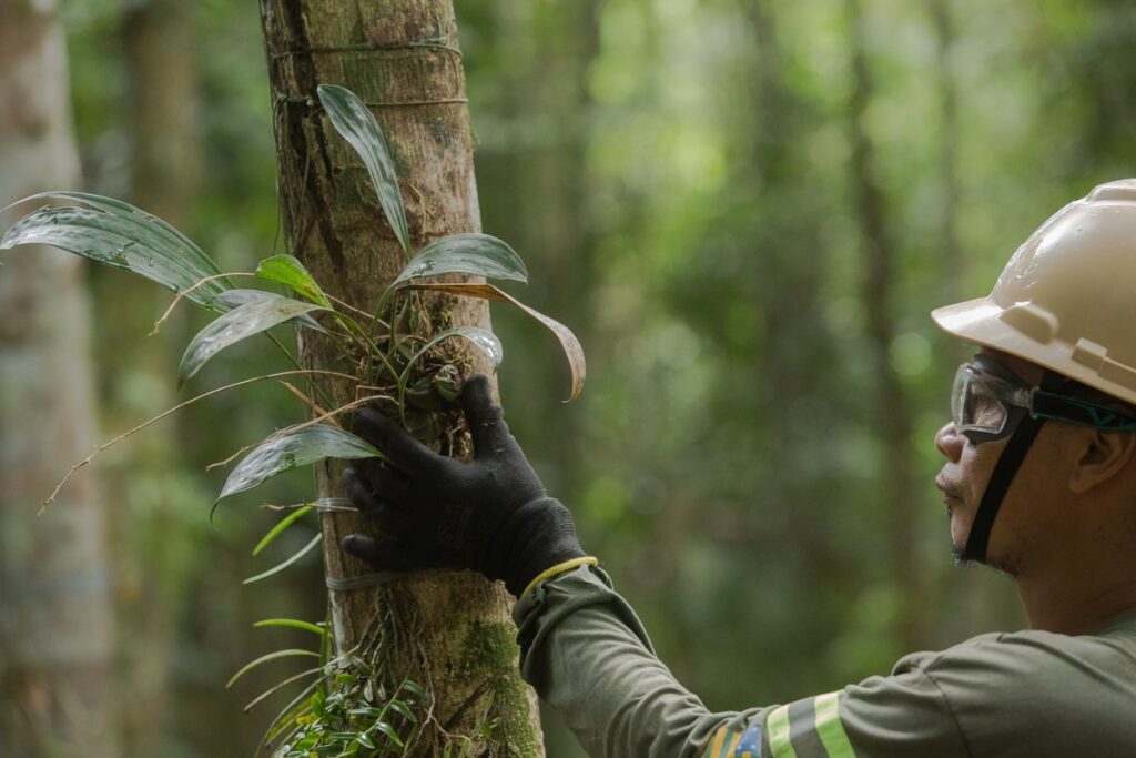 Proteção às Florestas: MRN atua na recuperação florestal em áreas da Flona Saracá-Taquera