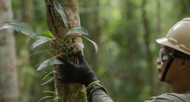 Proteção às Florestas: MRN atua na recuperação florestal em áreas da Flona Saracá-Taquera