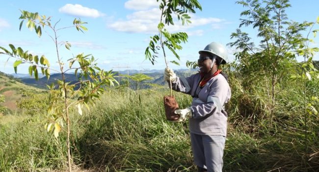 Plantio de mudas altas em áreas de reflorestamento favorece aumento da biodiversidade na Zona da Mata Mineira
