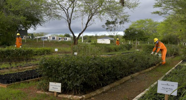 Equinox Gold conclui inventário de carbono no Brasil e traça gestão de metas ambientais