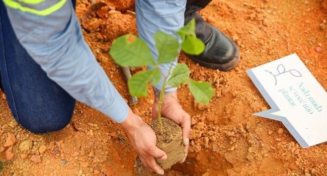 Programa promove sensibilização sobre sustentabilidade