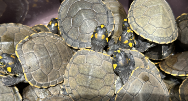 Mais de 3 mil quelônios são devolvidos à natureza, em Oriximiná