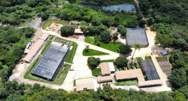 BAMIN inaugura Centro Veterinário em área de proteção ambiental e realiza primeira cirurgia ortopédica em coruja nativa da região