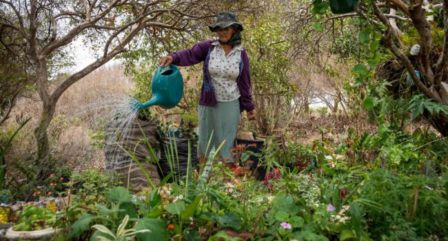BAMIN lança projeto ‘Nossa Flora Frutificando’ com livro e exposição sobre riquezas naturais do Alto Sertão Baiano