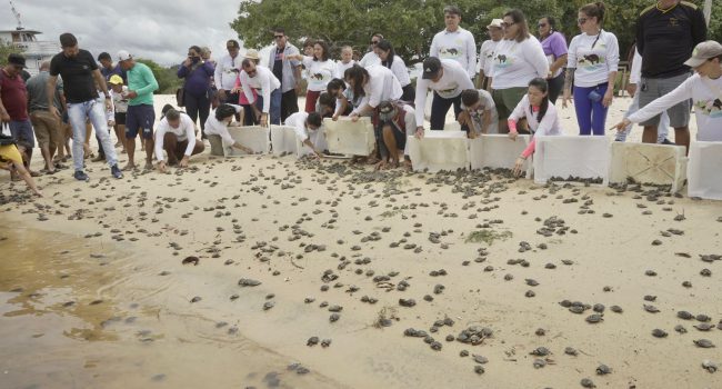 Projeto solta cerca 80 mil filhotes de quelônios em Terra Santa e Oriximiná
