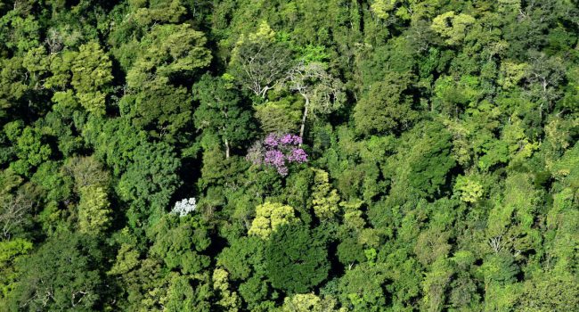 Ativo do Grupo Appian Brazil revitaliza o equivalente a 279 campos de futebol de Mata Atlântica na Bahia 