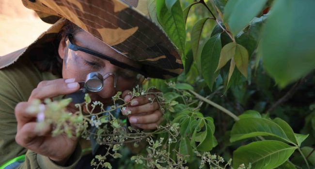 Consórcio de pesquisa sobre biodiversidade no Pará completa 10 anos e será renovado por mais cinco