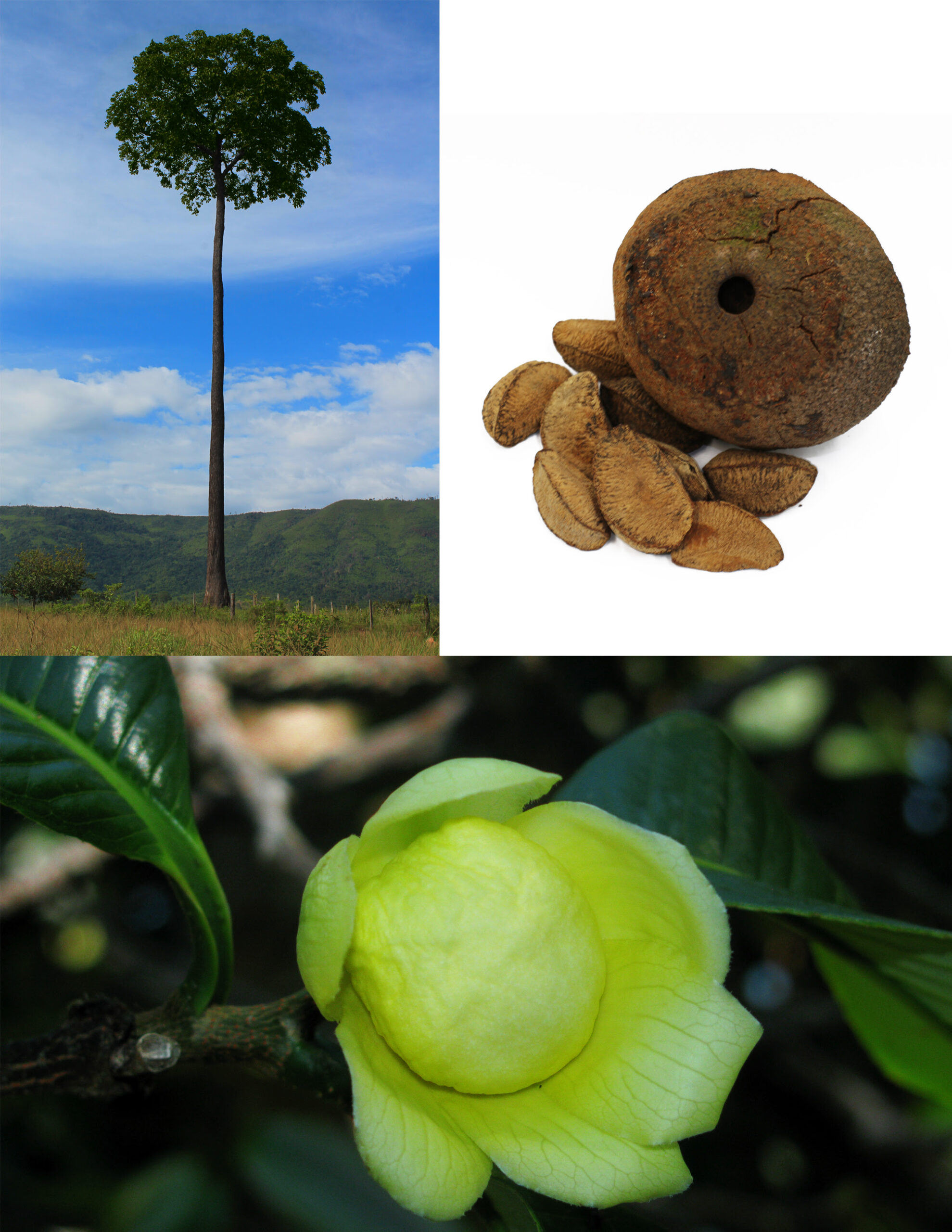 Árvore de Bertholletia excelsa (castanheira) com fruto e sementes. (Crédito: Divulgação)
