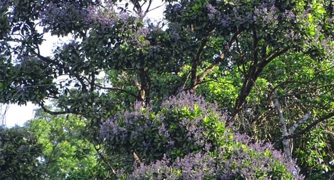 Estudo inédito identifica árvores com grandes estoques de carbono na Amazônia e que podem ajudar a mitigar as mudanças climáticas