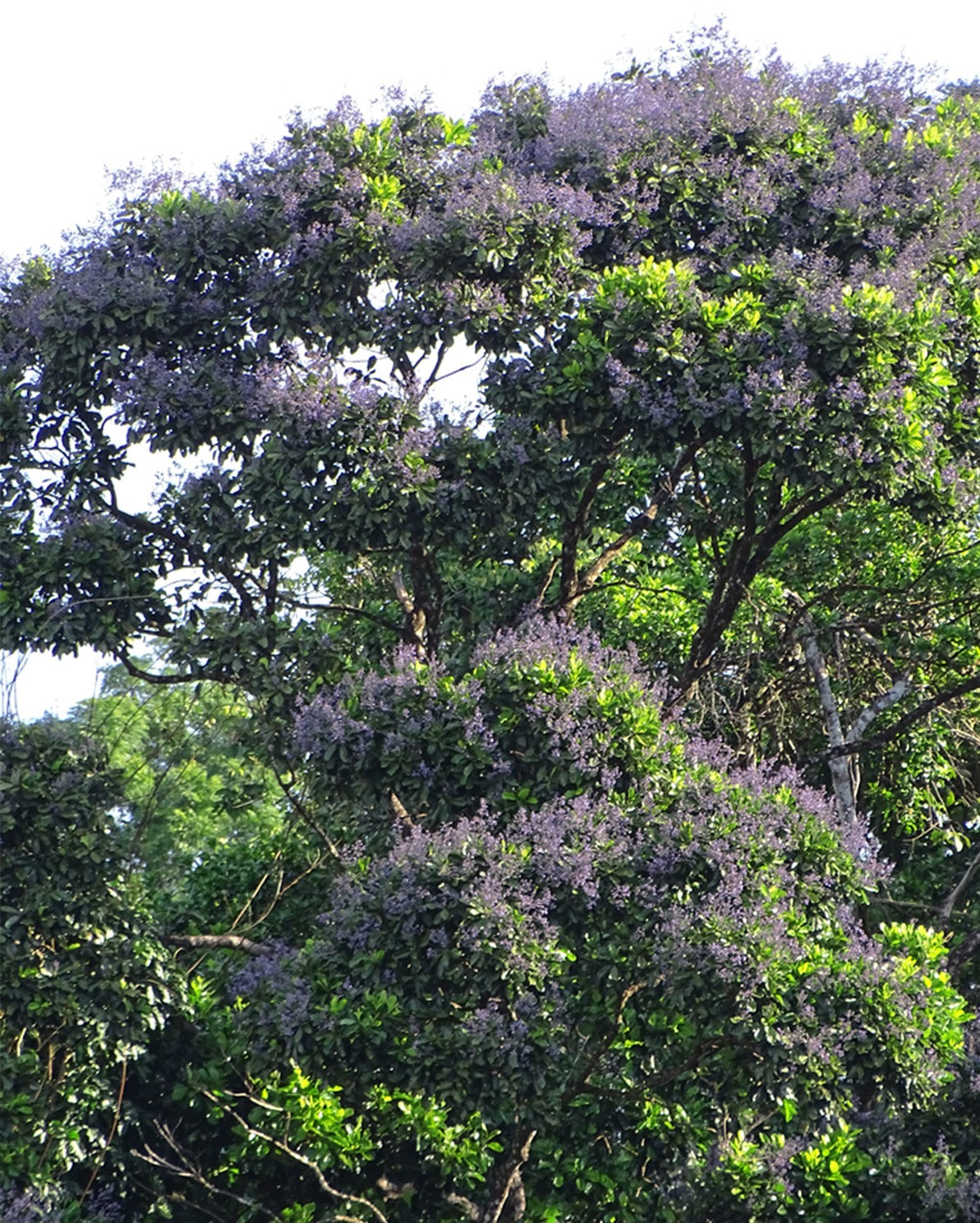 Árvore de Erisma uncinatum (cinzeiro), com detalhes dos ramos no topo da copa. (Crédito: Divulgação)