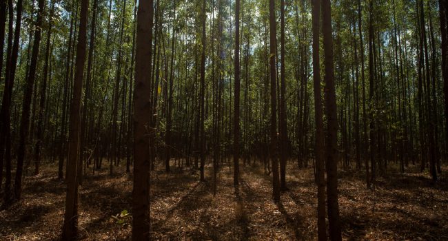 ArcelorMittal e Sipremo avançam com aplicativo para o combate de pragas