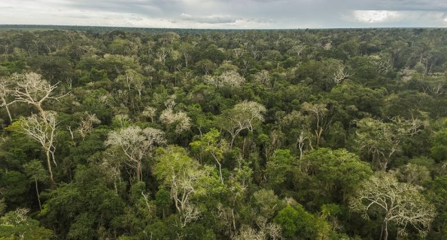Vale integra iniciativa para conservar, restaurar e cultivar um trilhão de árvores em todo o mundo até 2030