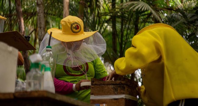 Projeto incentiva a criação de colmeias e mudas no Pará