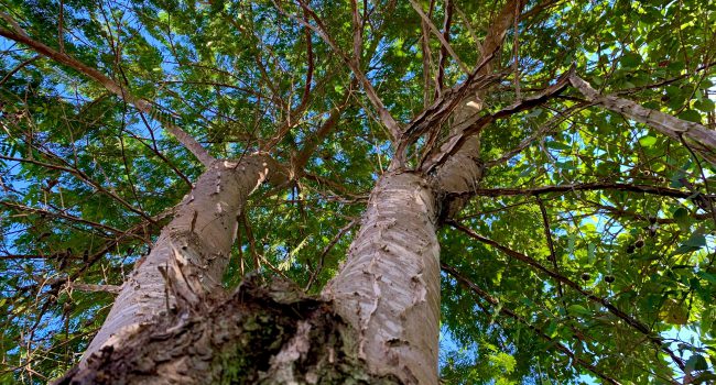 Reservas Particulares do Patrimônio Natural (RPPNs) da CBA na Zona da Mata mineira protegem biodiversidade da Mata Atlântica