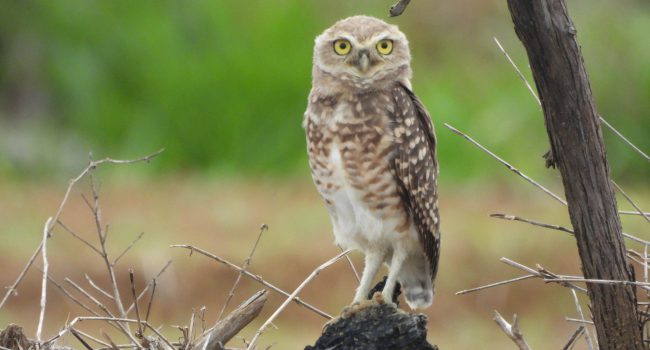 Iniciativa da RHI Magnesita destaca biodiversidade da fauna em Uberaba (MG)