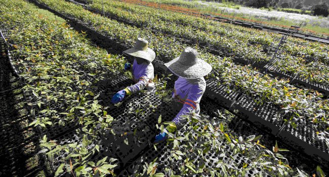 ArcelorMittal BioFlorestas celebra 68 anos de operação e 20 anos de Certificação FSC®