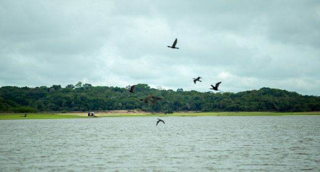 ​MRN revela jornada de restauração ecológica do Lago Batata