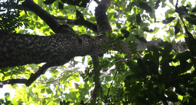MRN participa de seminário do ICMBio sobre mineração em unidades de conservação na Amazônia