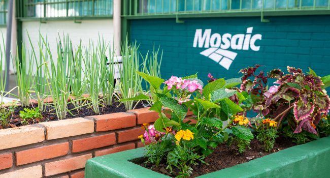 Mosaic impacta mais de 170 mil pessoas com iniciativas socioambientais em 2025