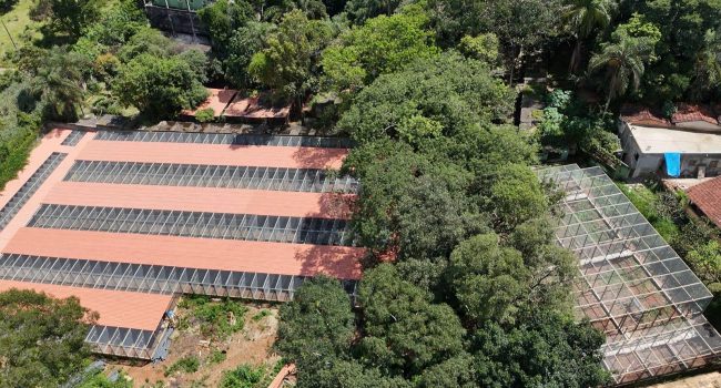 Apoio da Samarco amplia conservação e reintrodução de aves ameaçadas na Bacia do Rio Doce